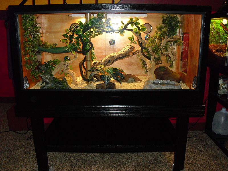 How To Build Enclosures For Reptiles Custom Snake Cages Arboreal Keeping Cage Info Homemade Reptile - Diy Snake Enclosure Decor